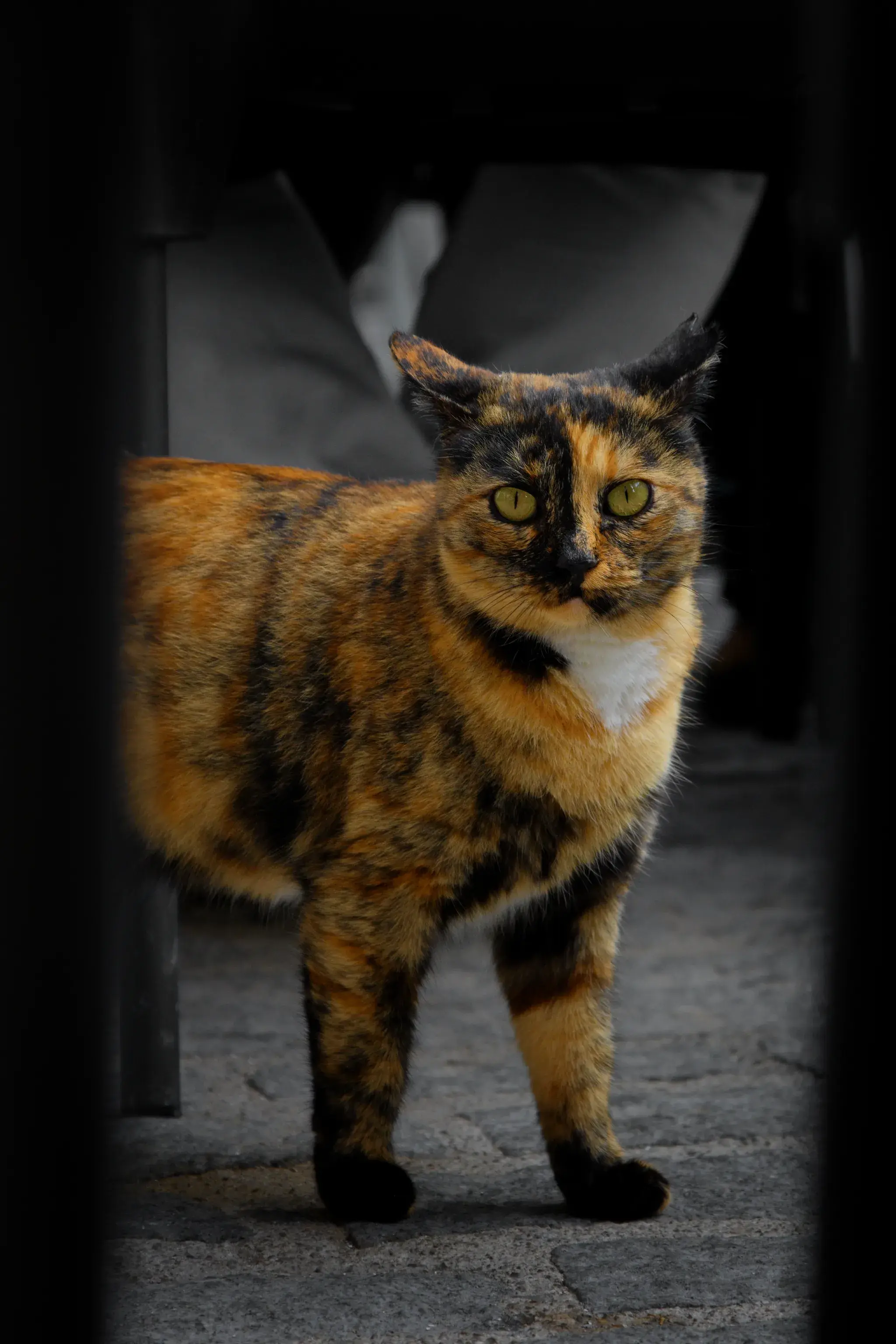 Black & Orange Cat