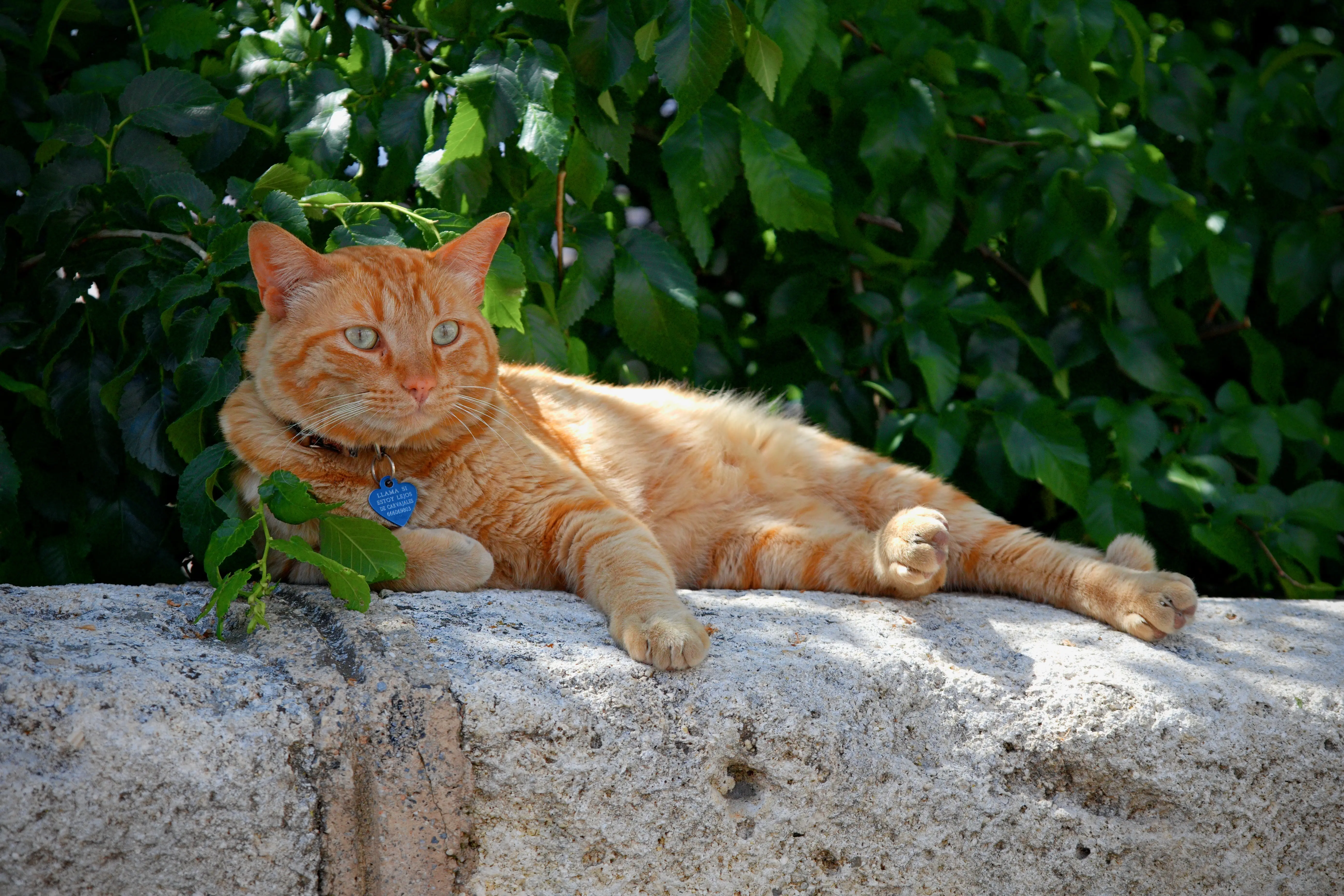 Orange Cat