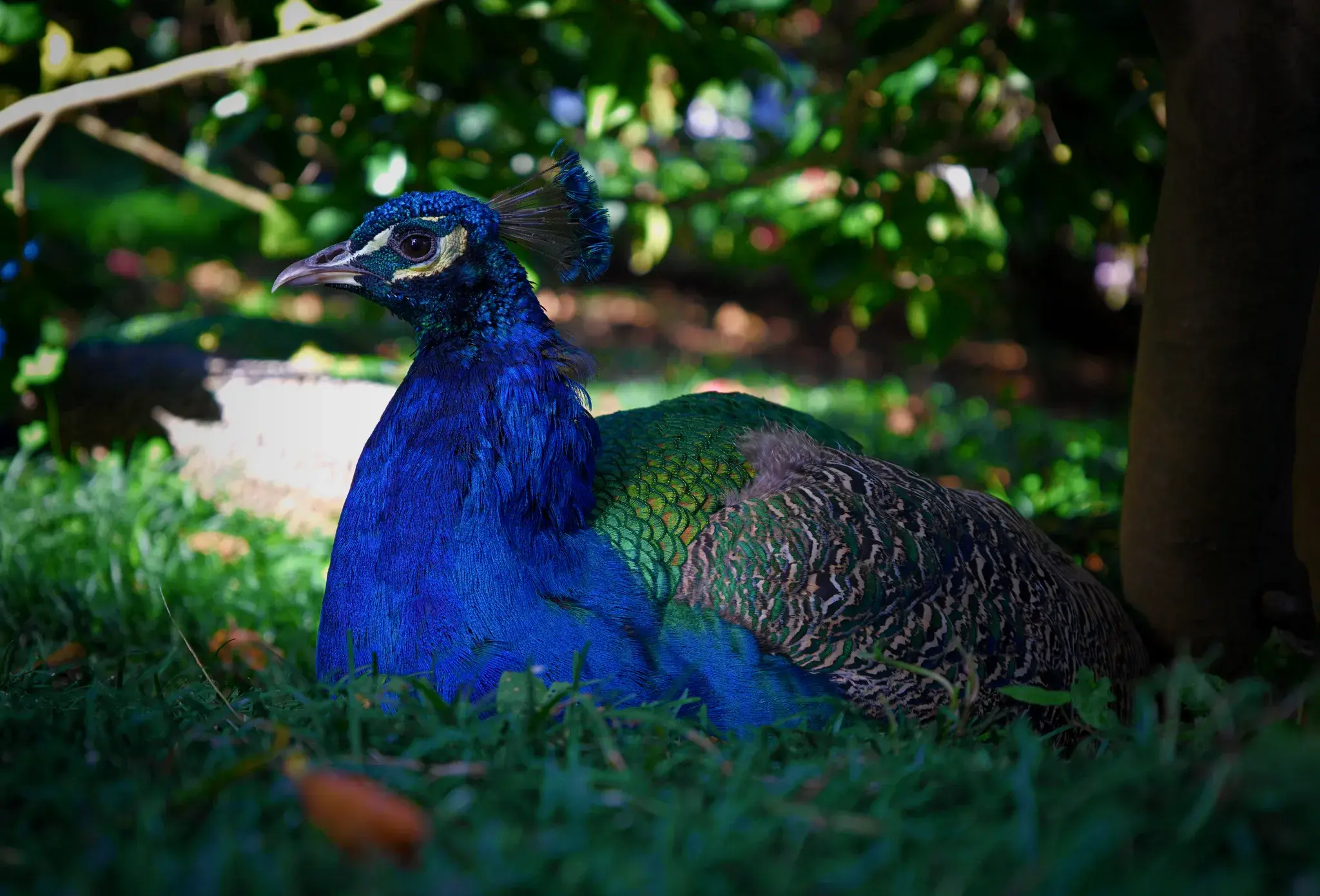 Peacock